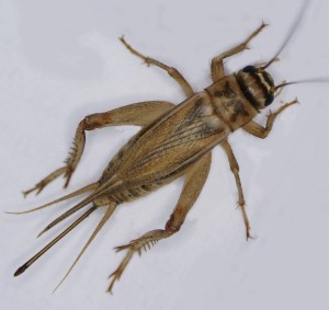 Acheta domesticus or the house cricket, the fifth ingredient in Exo bars