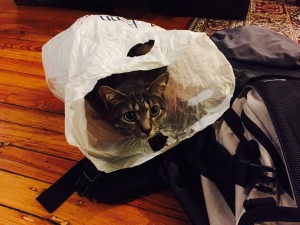 Percy endlessly entertained by plastic bags