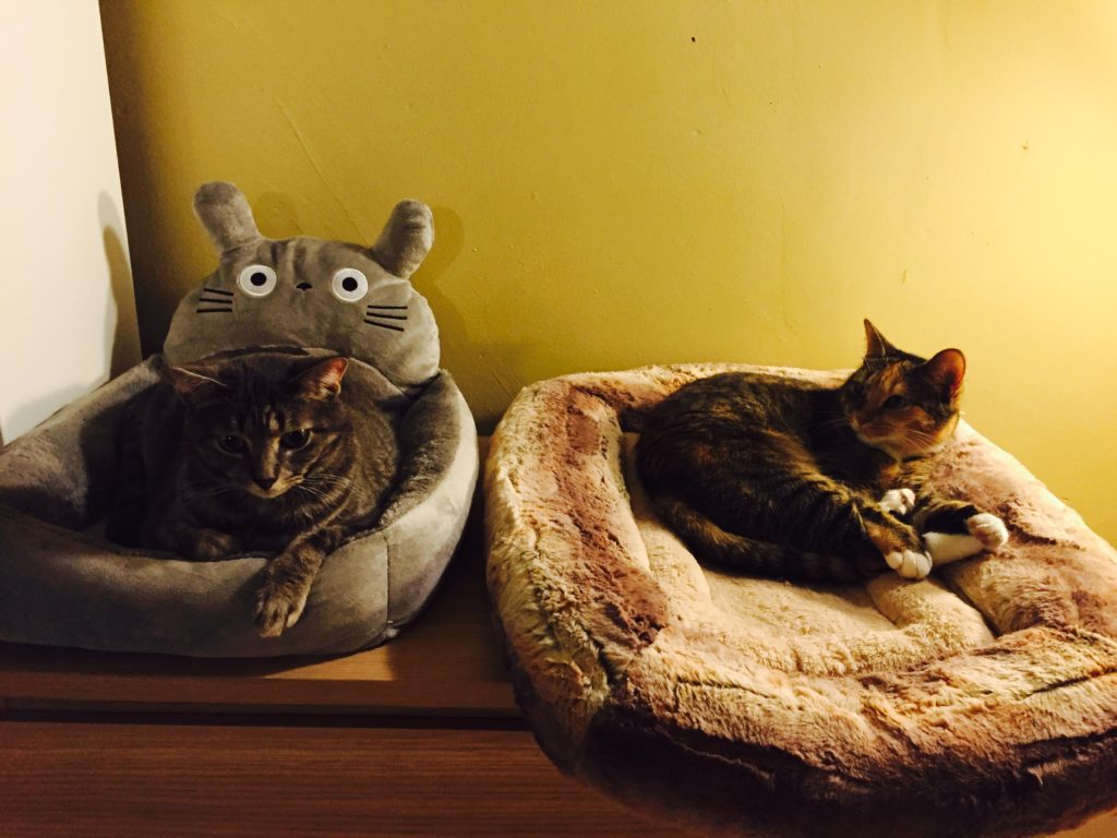 You can follow these two cats on Instagram